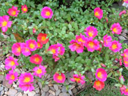 Landscape Services